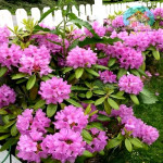 Саженцы Рододендрона