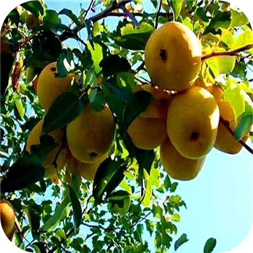 Саженцы Груши "Дочь Амура" > цена, описание