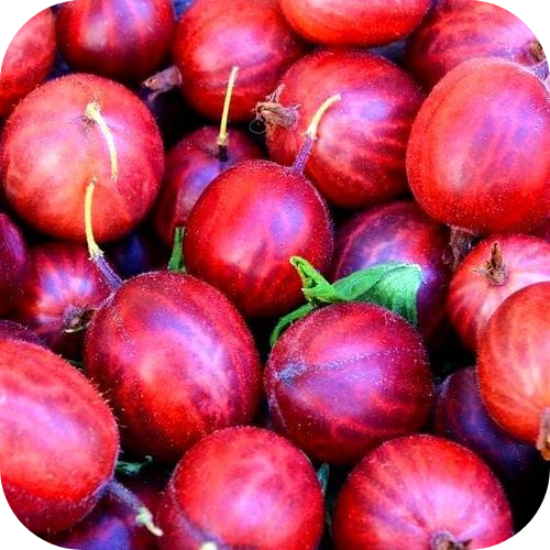 Крыжовник "Каменяр" 