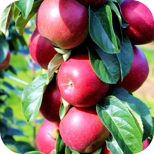 Яблоня колоновидная "Легенда" Яблоня колоновидная "Легенда"